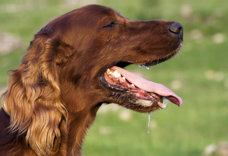 Causas de la hipersalivación en perros