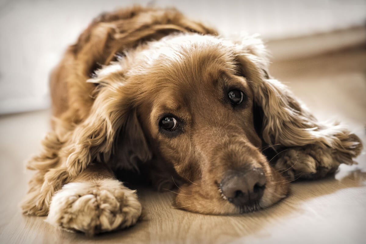 Los perros son animales que pueden deprimirse.