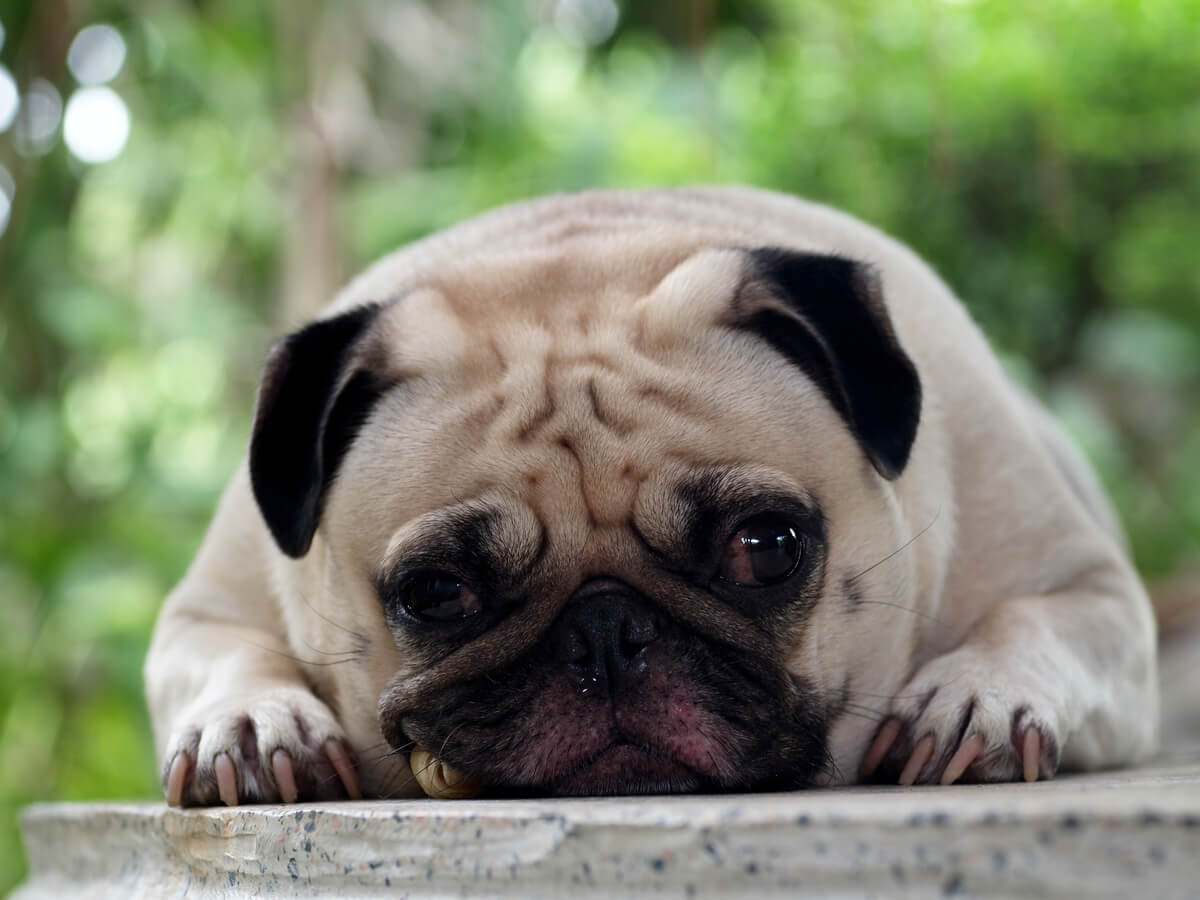 Un perro triste mirando a cámara.