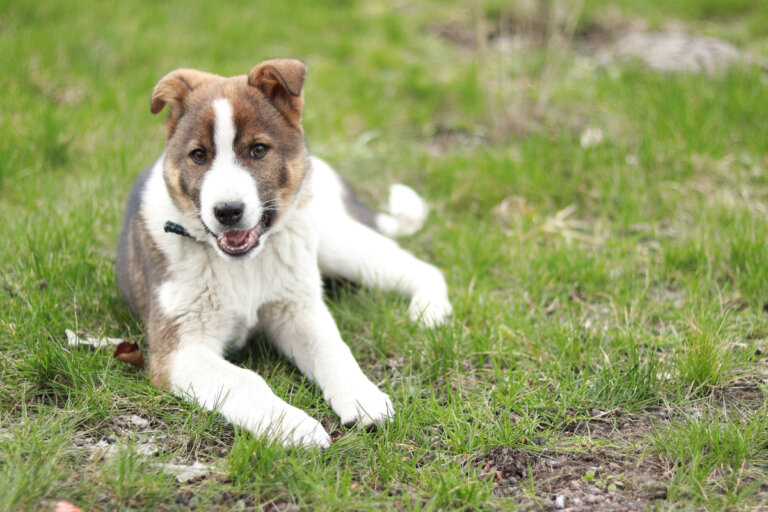 ¿Cuáles son las causas de la ataxia en perros?