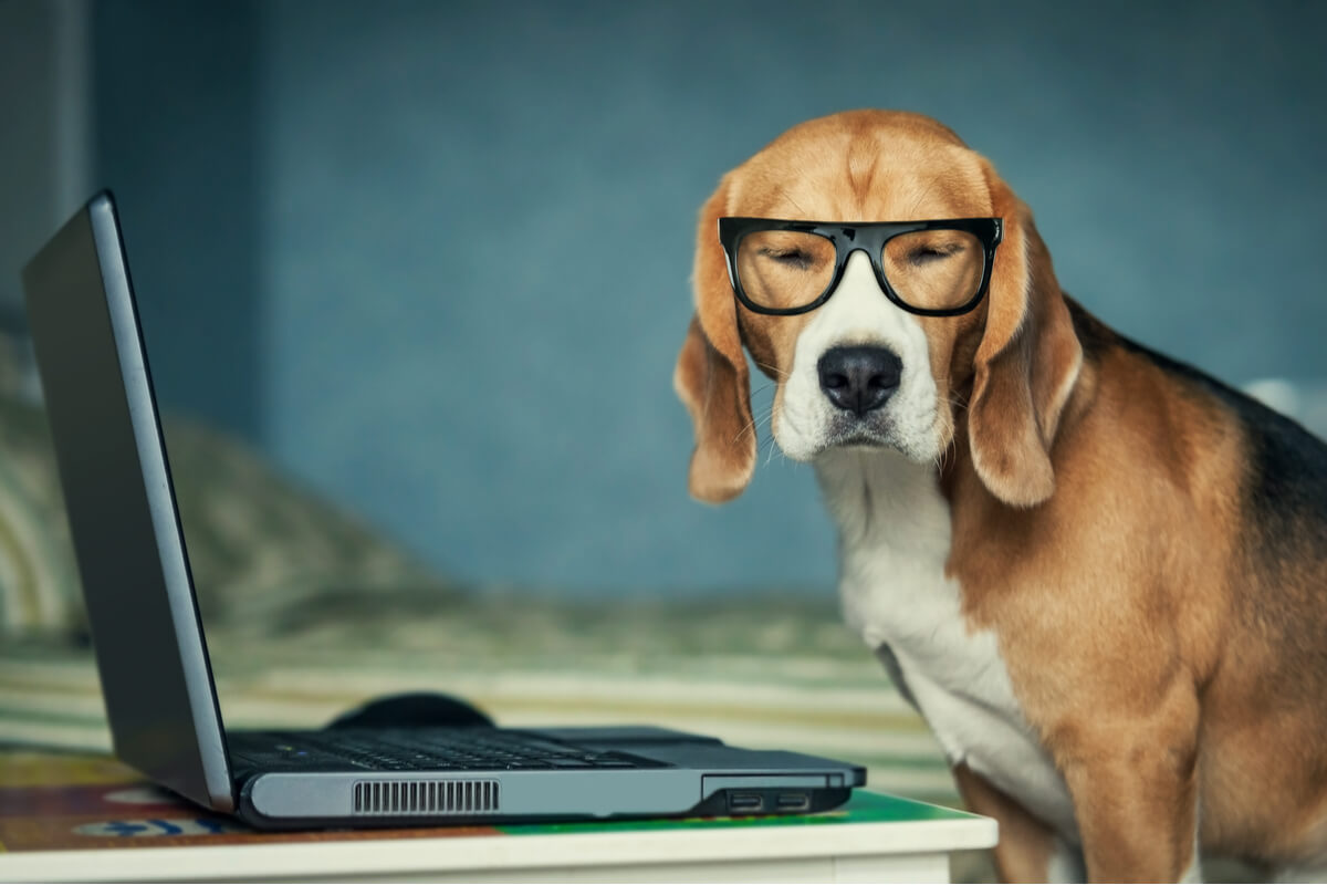 Un perro mirando un ordenador.
