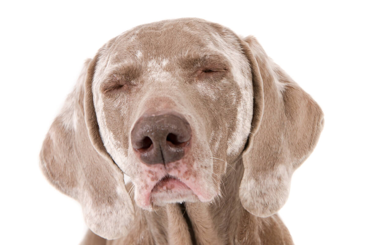 Un perro con vitiligo que está asustado.