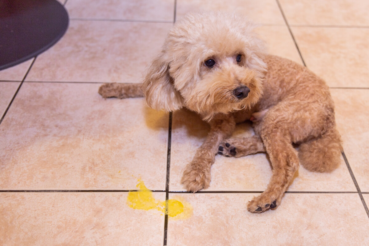 Hund, der nicht fressen will: Ein erbrechender Hund.