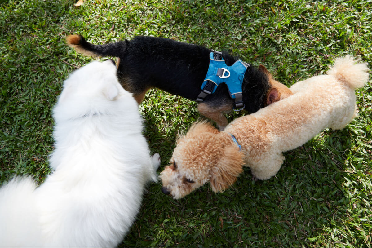 Perros oliéndose en el parque.