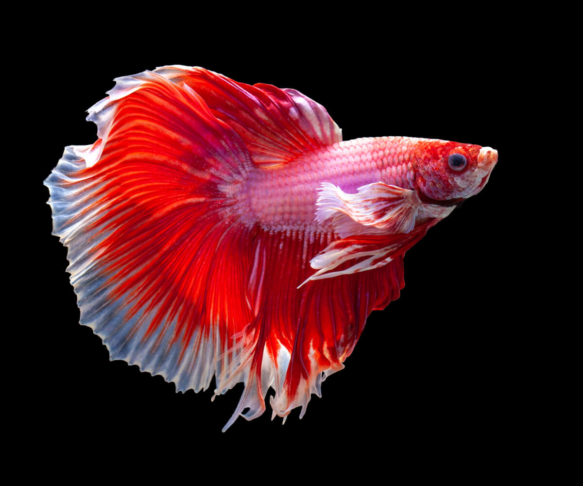 El pez betta es uno de los cinco peces más agresivos.