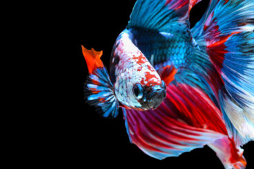 7 tipos de peces betta