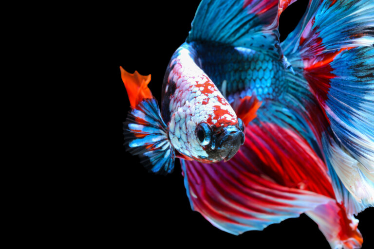 10 curiosidades del pez betta
