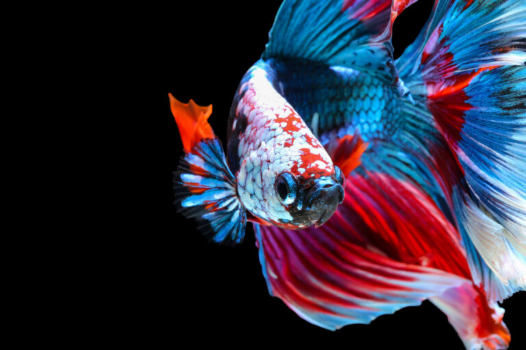 7 tipos de peces betta