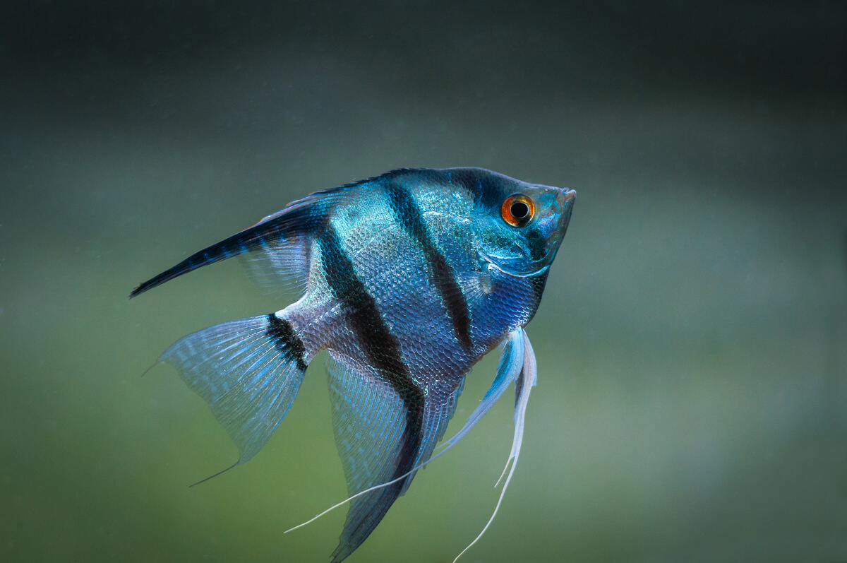 A blue fish.