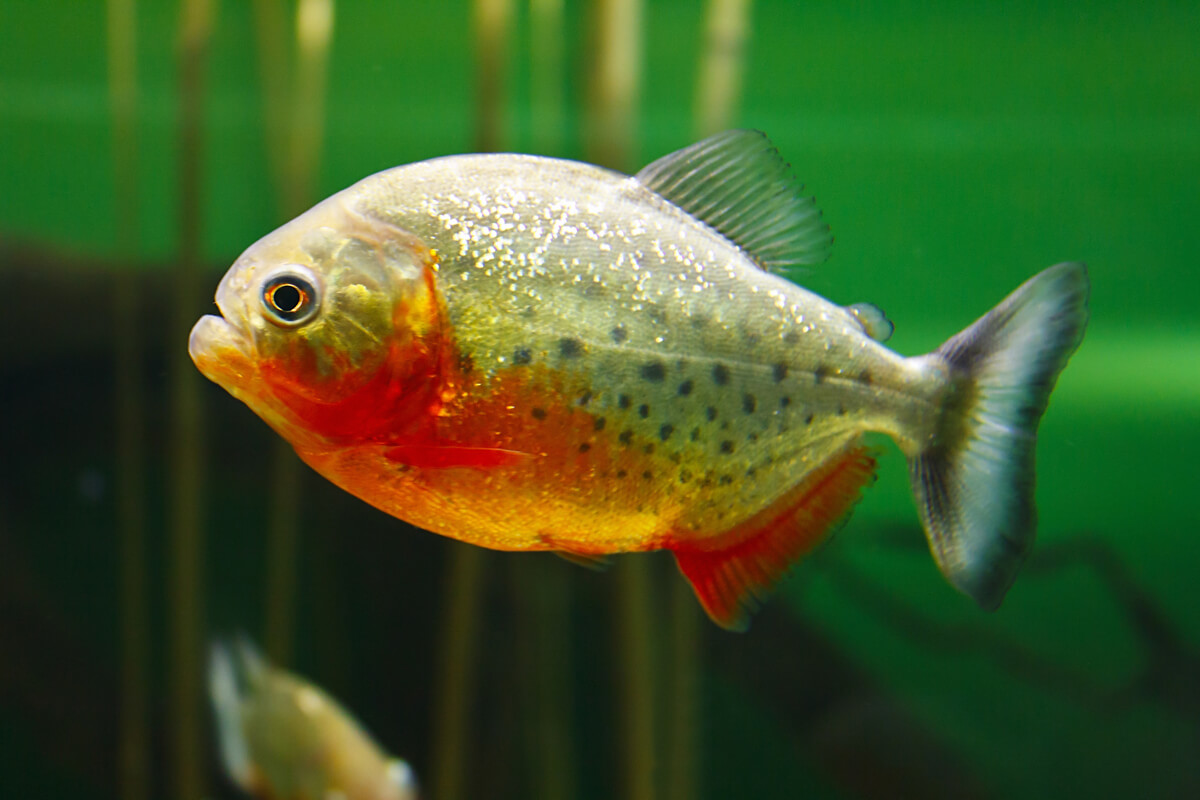 Un piranha dal ventre rosso in un acquario.
