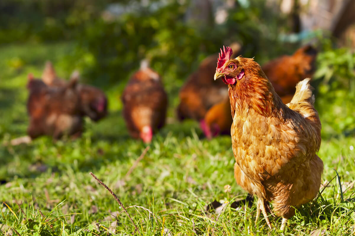 Pollos de granja en el campo.