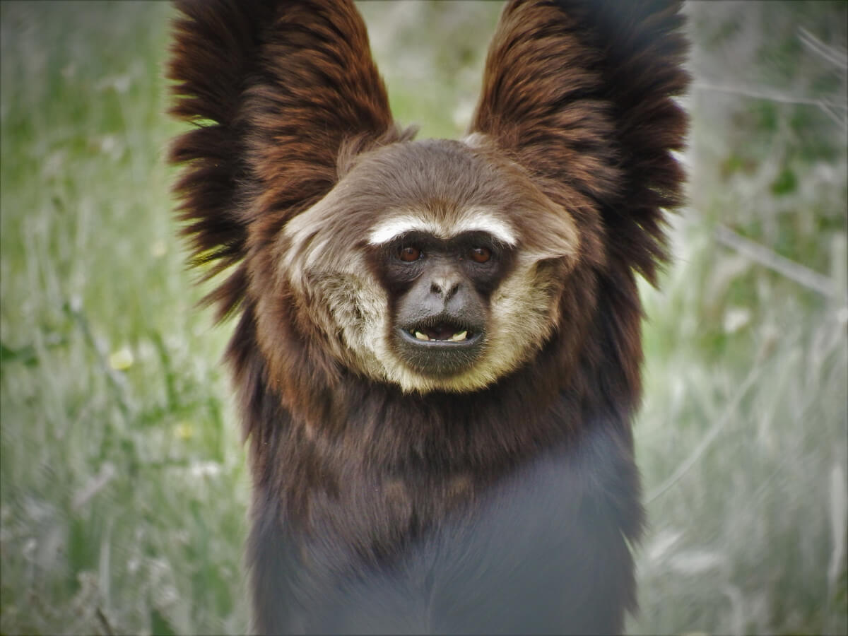 El Centro de Rescate de Primates Rainfer