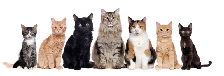¿Cuántas razas de gatos existen?