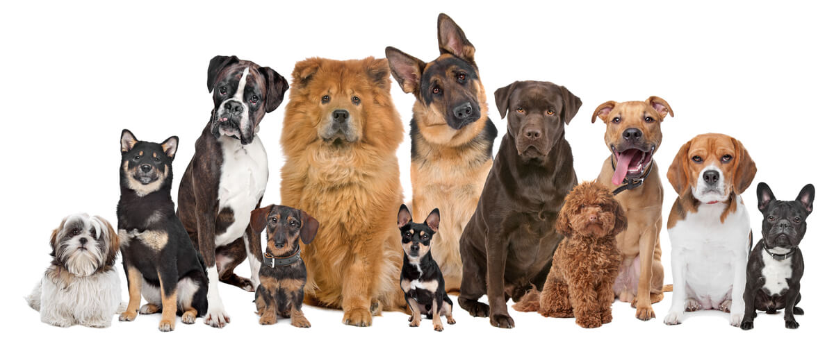 Diversidad de razas de perro.