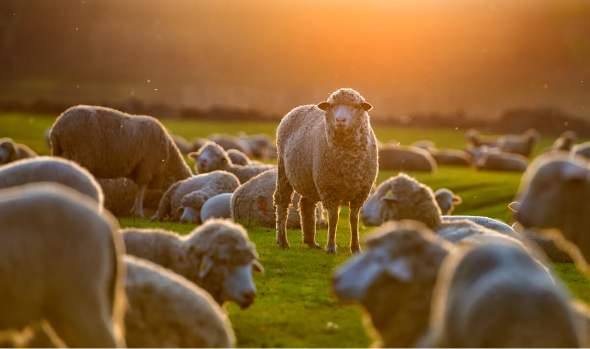 Un rebaño de ovejas en una puesta de sol.