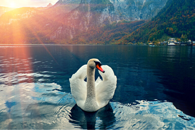 ¿Qué tipos de cisnes existen?