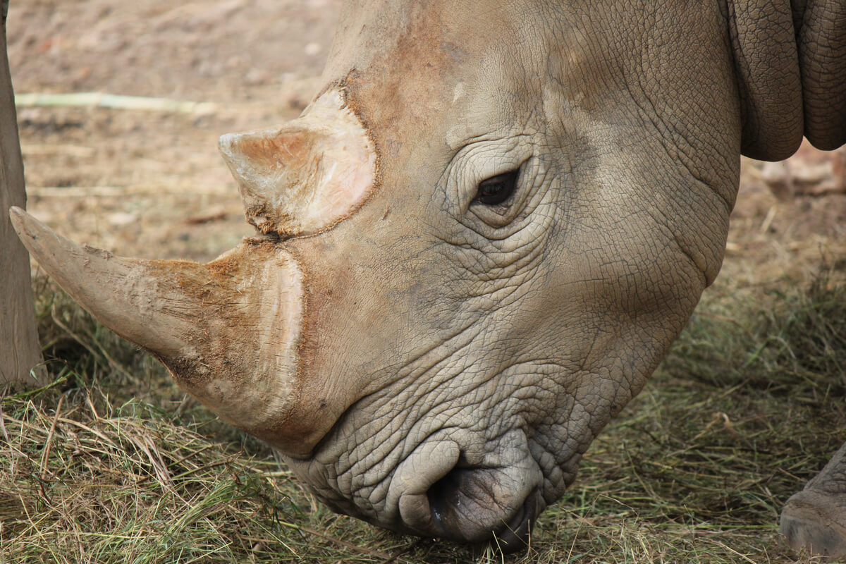 Detalle de la cara de un rinoceronte de Java.