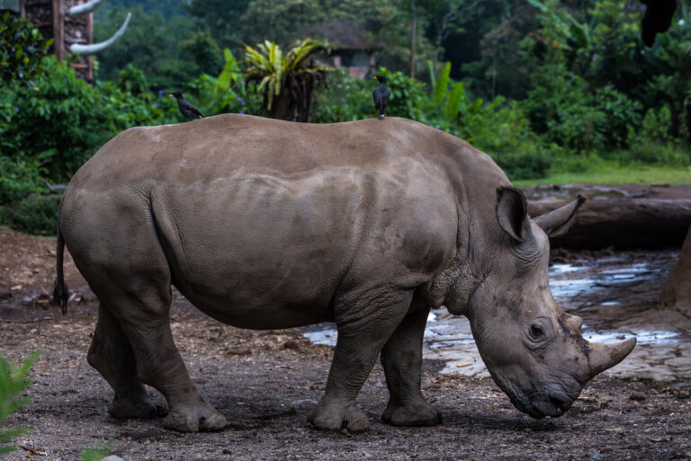 extinct javan rhinoceros extinct javan rhinoceros