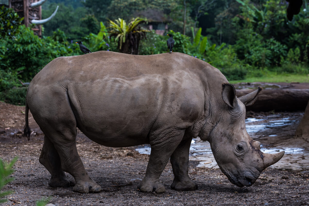 Un rinoceronte de Java comiendo.