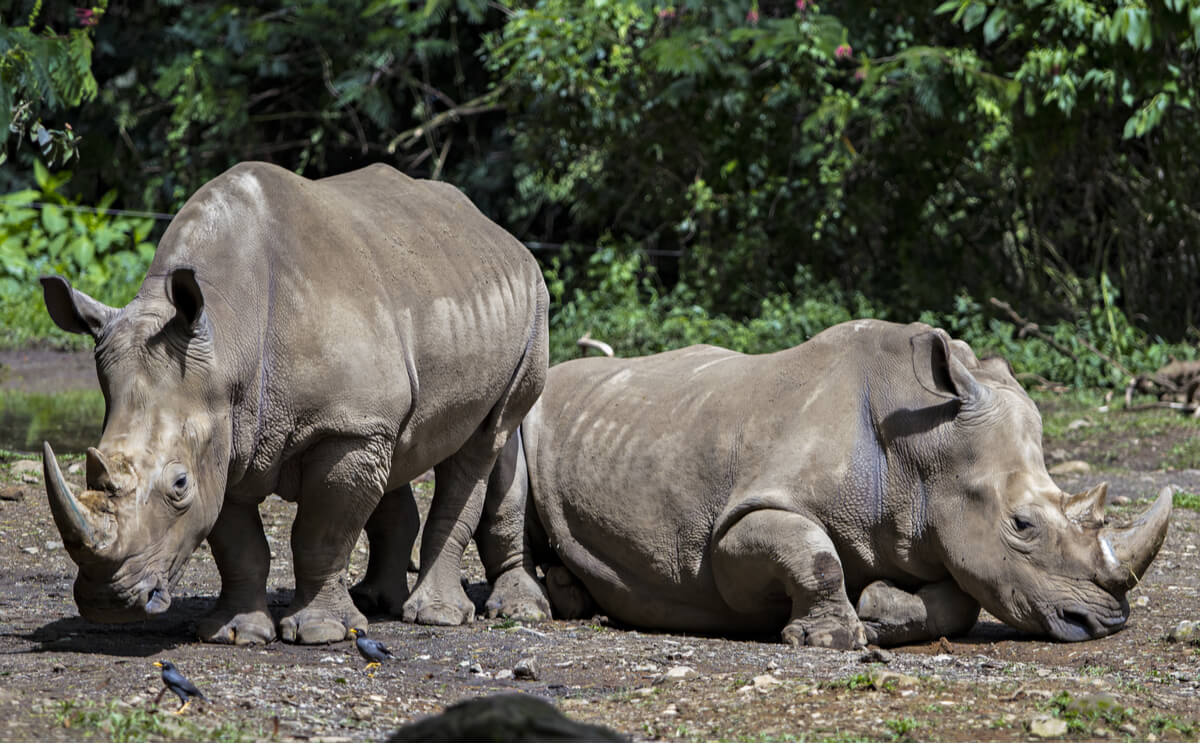 2 rinocerontes de Java.