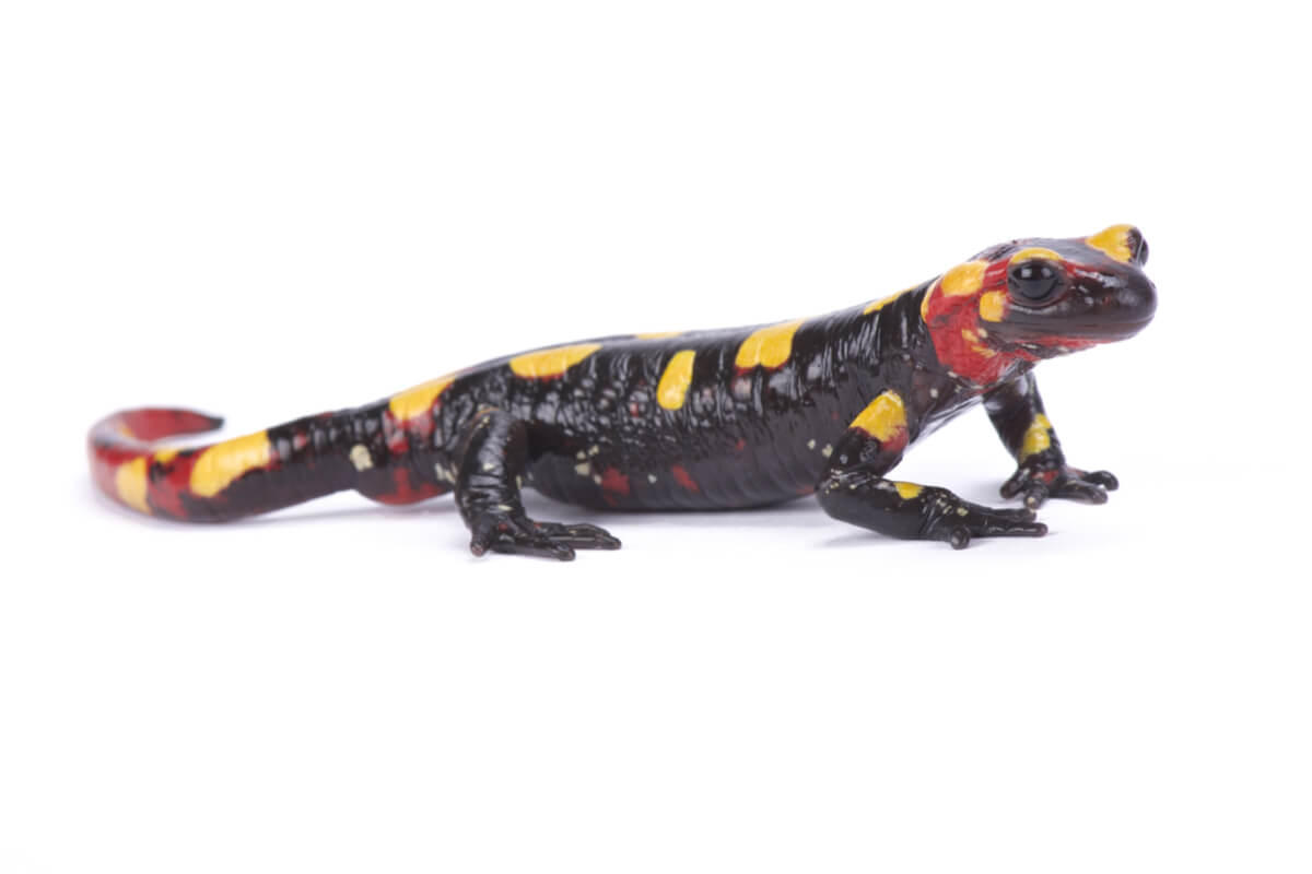 La salamandra algira es una especie vulnerable.