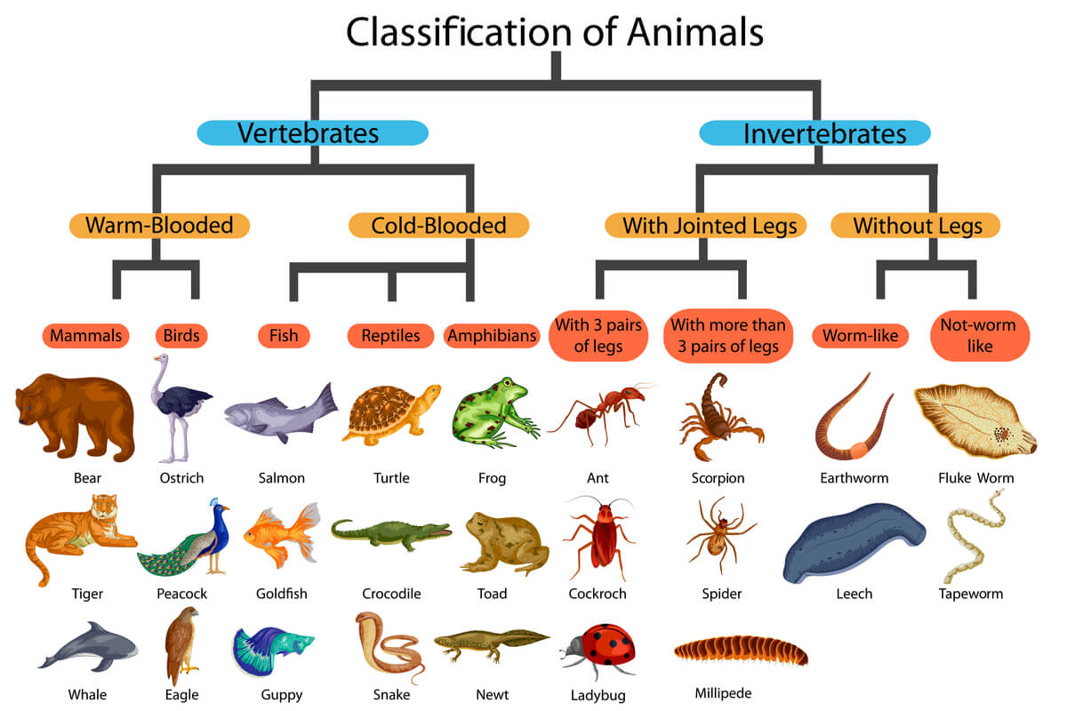 Una clasificación taxonómica básica de los animales.