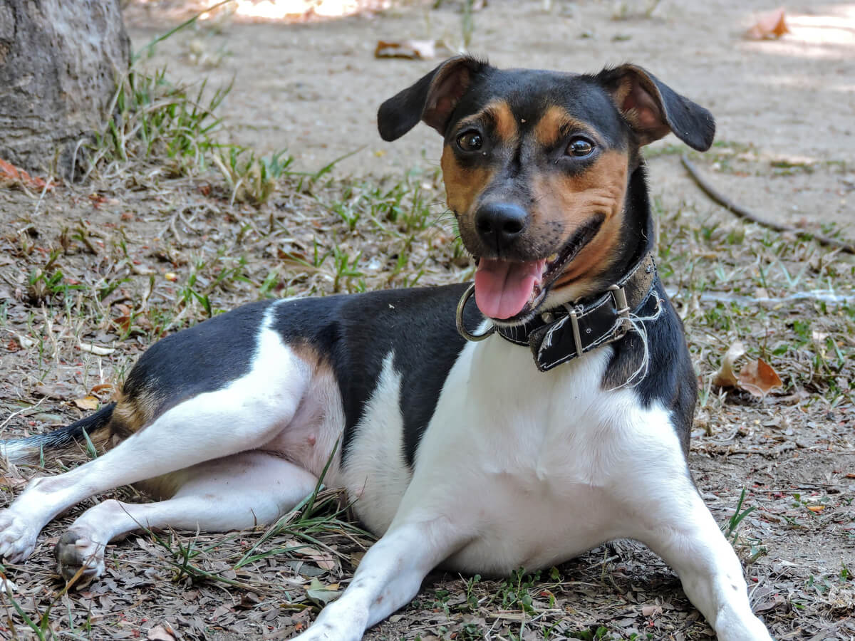 Un terrier brasileño contento.
