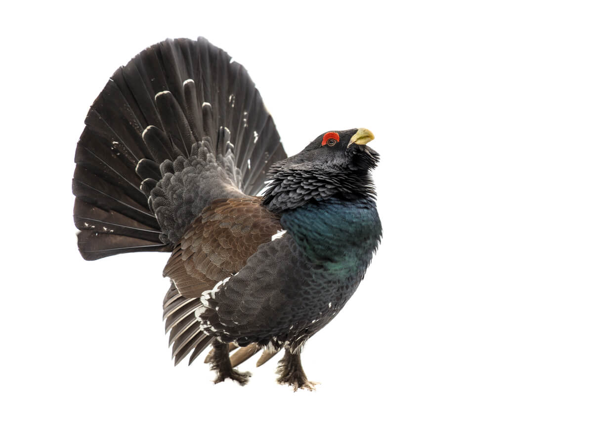 Un urogallo, de los animales en peligro de extinción en España.