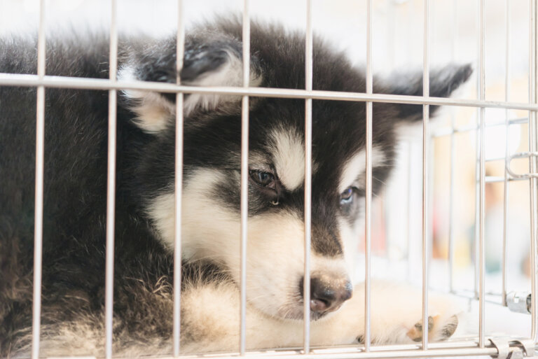Nueva York prohíbe a las tiendas de mascotas vender gatos, perros y conejos