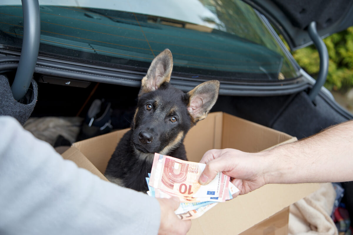 Desarticulada una banda criminal que vendía perros en internet