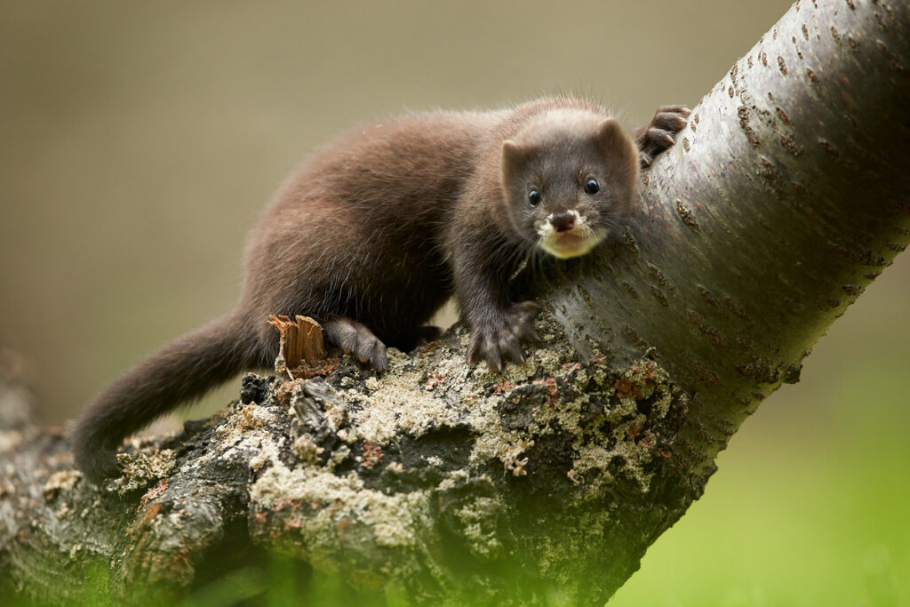 Un visón europeo sobre un árbol, animales con v.