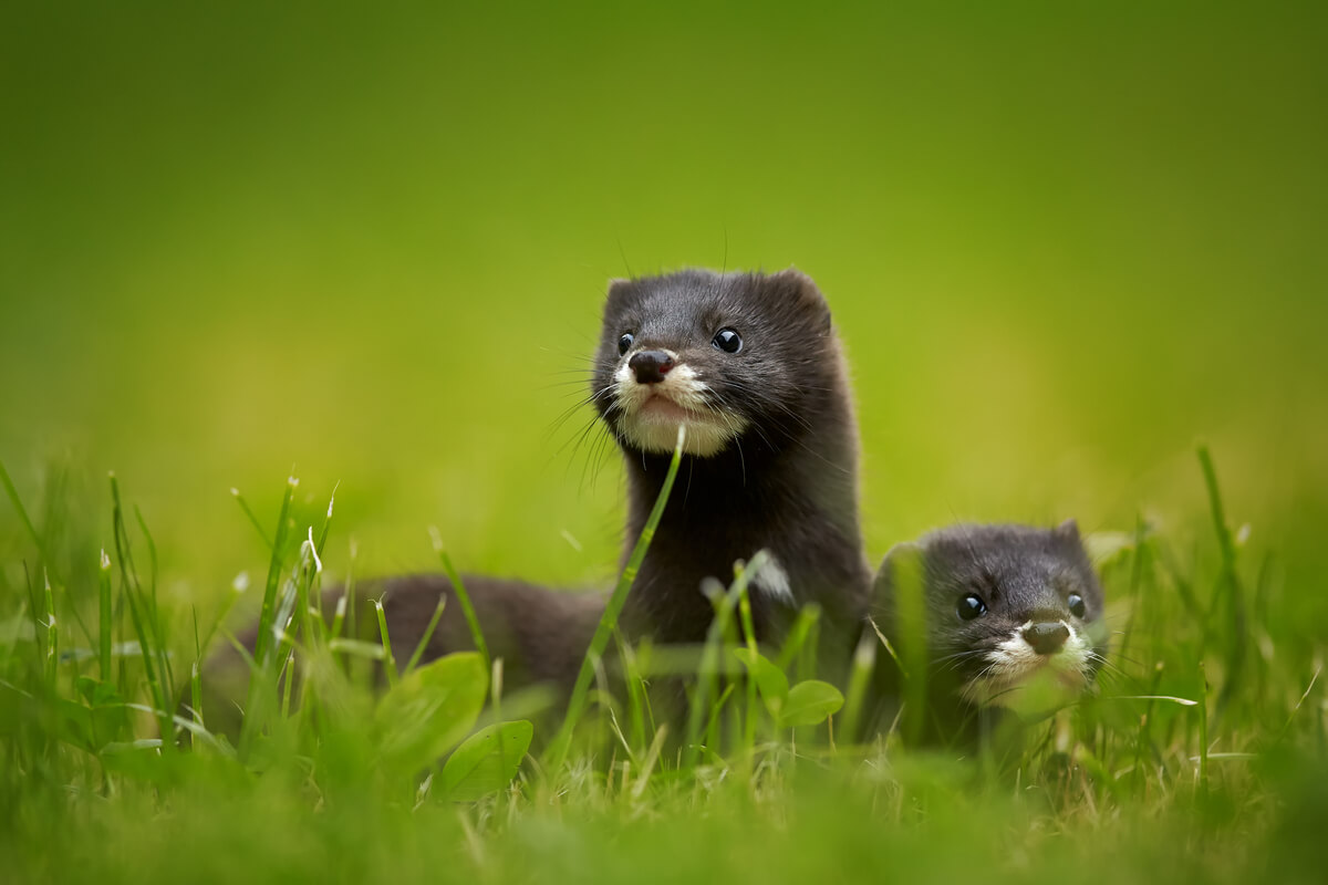 The European mink is critically endangered.