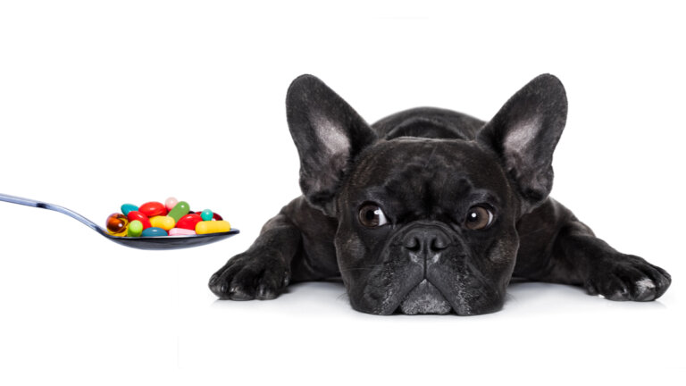 ¿Qué vitaminas son esenciales en los perros?