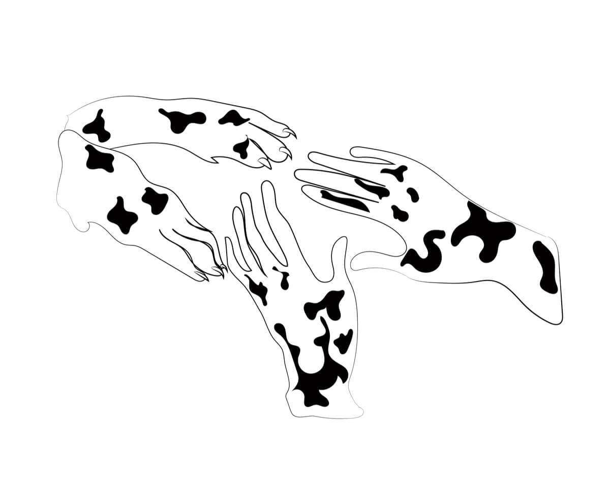 Vitiligo en perros y en humanos.