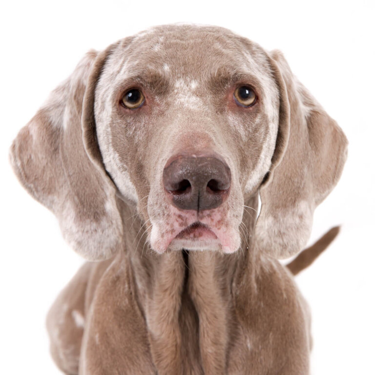 Causas de vitiligo en perros
