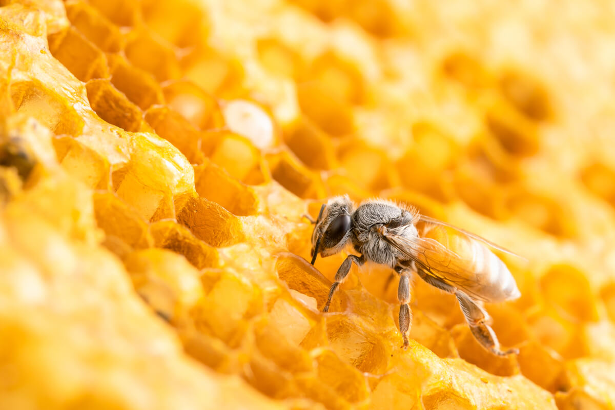 Una abeja en su colmena.