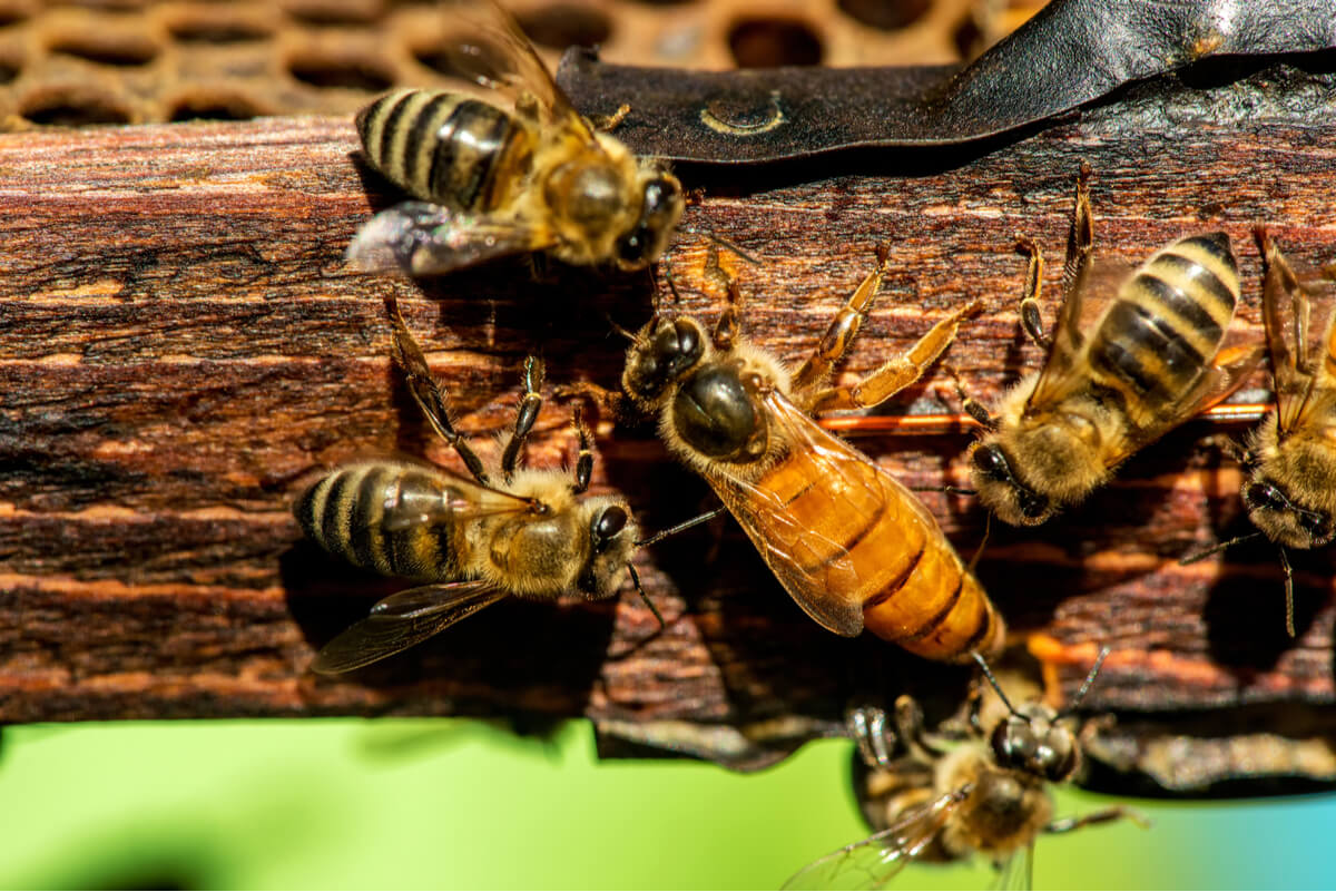 İklim değişikliğinden en çok etkilenen hayvanlardan biri arılar