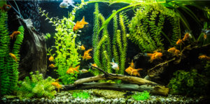 Tipos de peces de agua fría para tu acuario