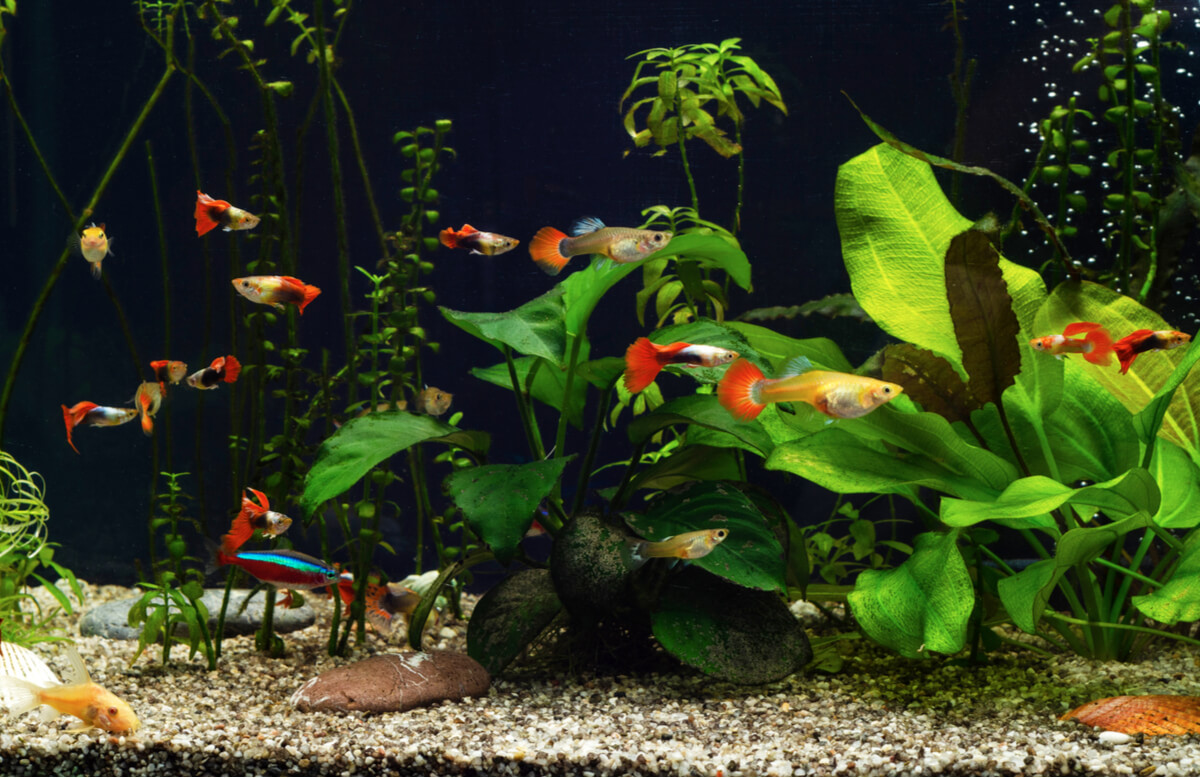 Un acuario de peces guppy.