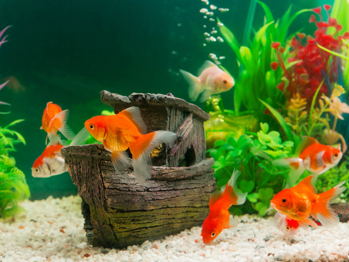Surpopulation dans l'aquarium.