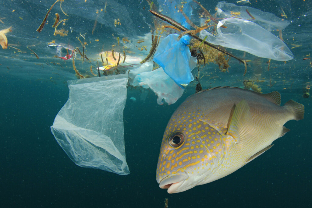 ¿Cómo afecta la contaminación hídrica a los peces?