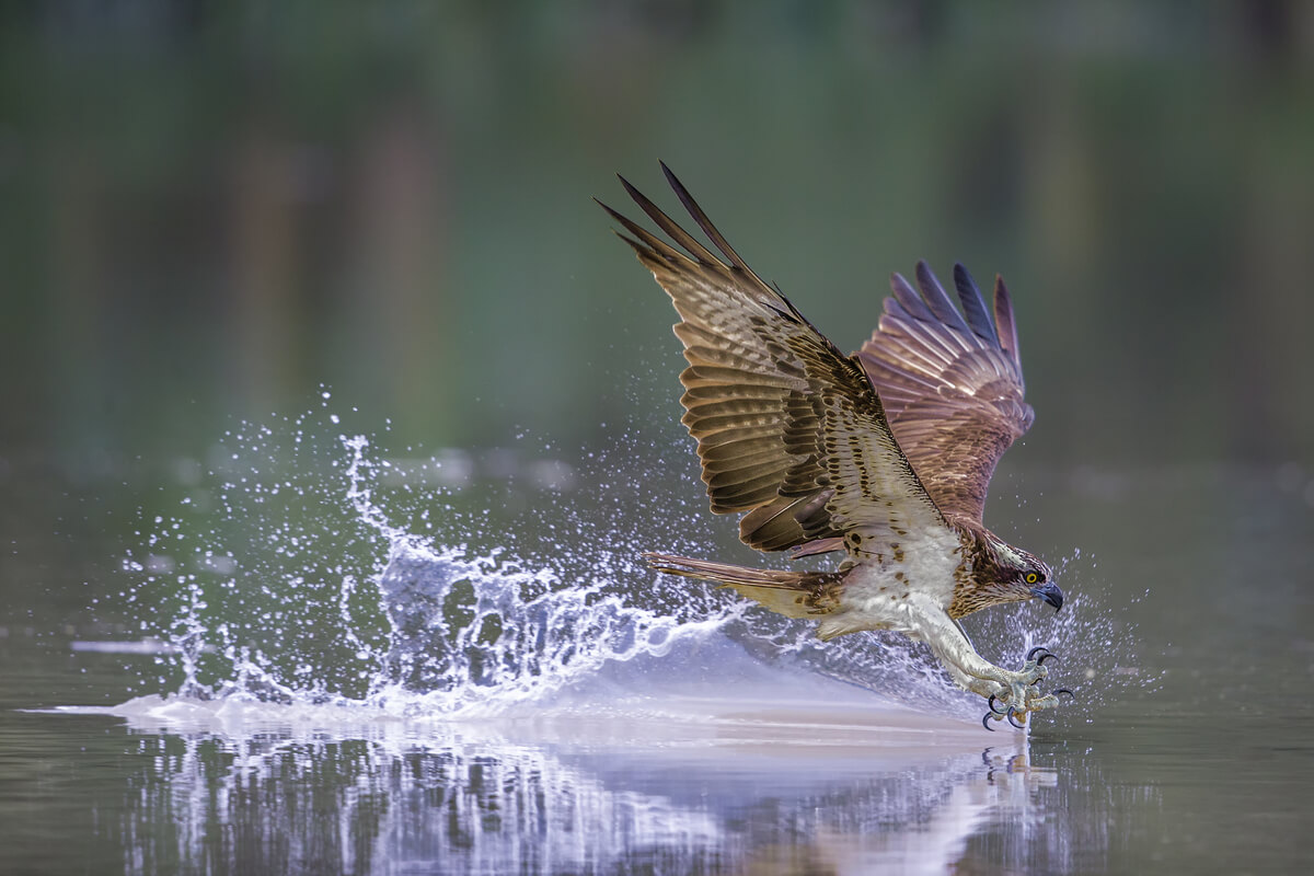 El águila pescadora es un ave que migra.