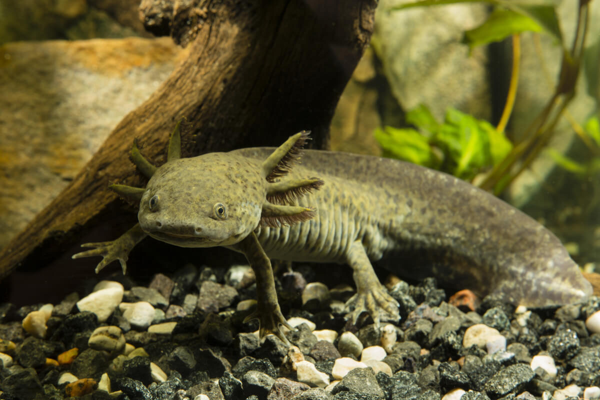 Ein großer Axolotl in einem Aquarium.