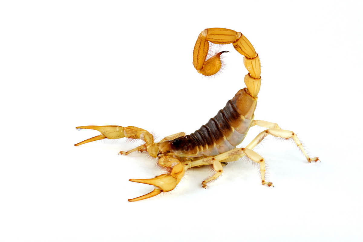 Cosa mangiano gli scorpioni?