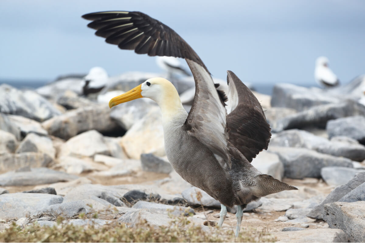 Los albatros son aves acuáticas marinas.