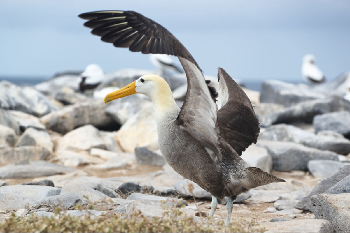 Os albatrozes são aves aquáticas marinhas.