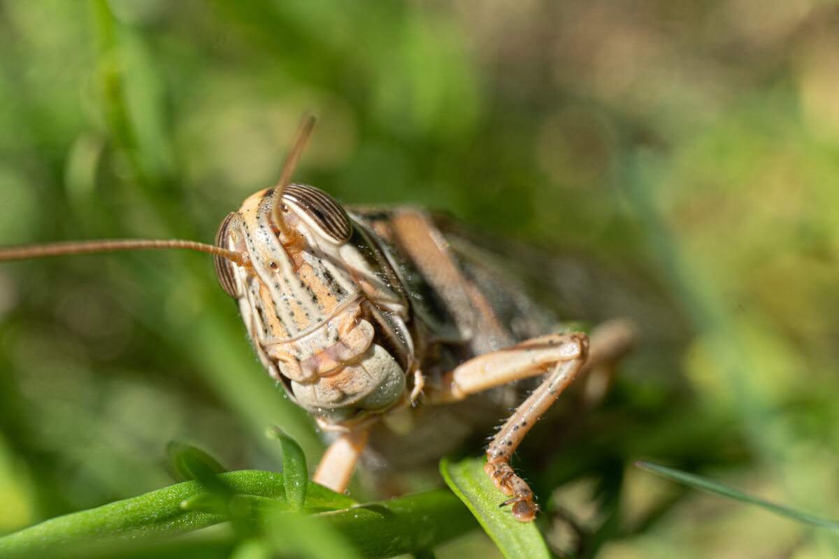 El aparato bucal de un saltamontes.