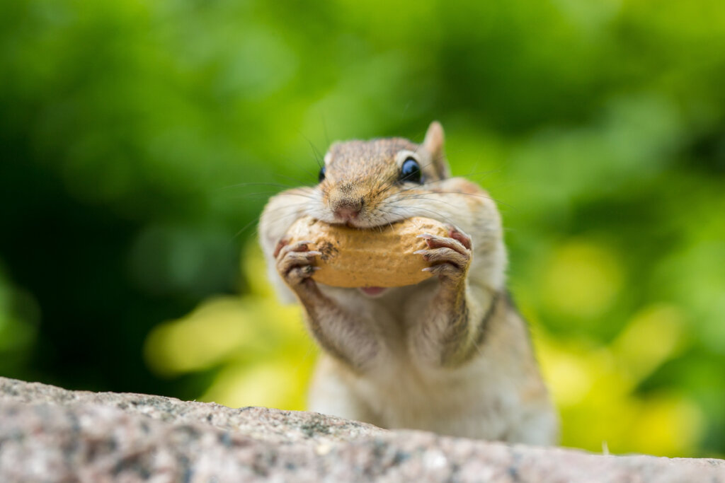 Una ardilla comiendo.