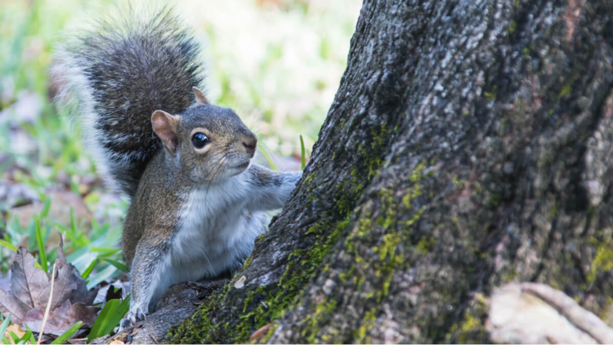 Una ardilla gris sobre un árbol