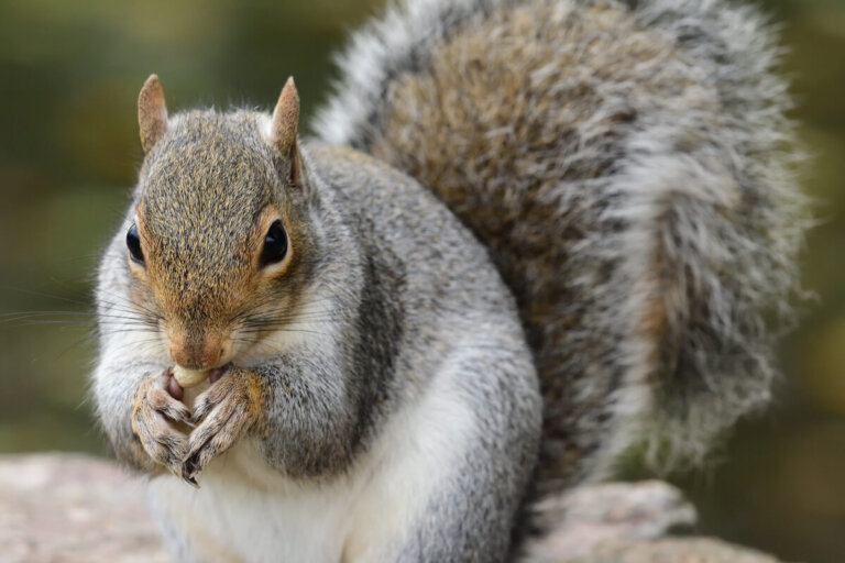 El papel de la ardilla gris en los bosques